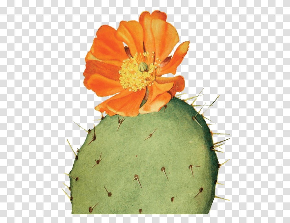 Digital Collaging - Portfolio Of Aaron Matsuda Botanical Illustration Cactus Flower, Plant, Bird, Animal, Pollen Transparent Png