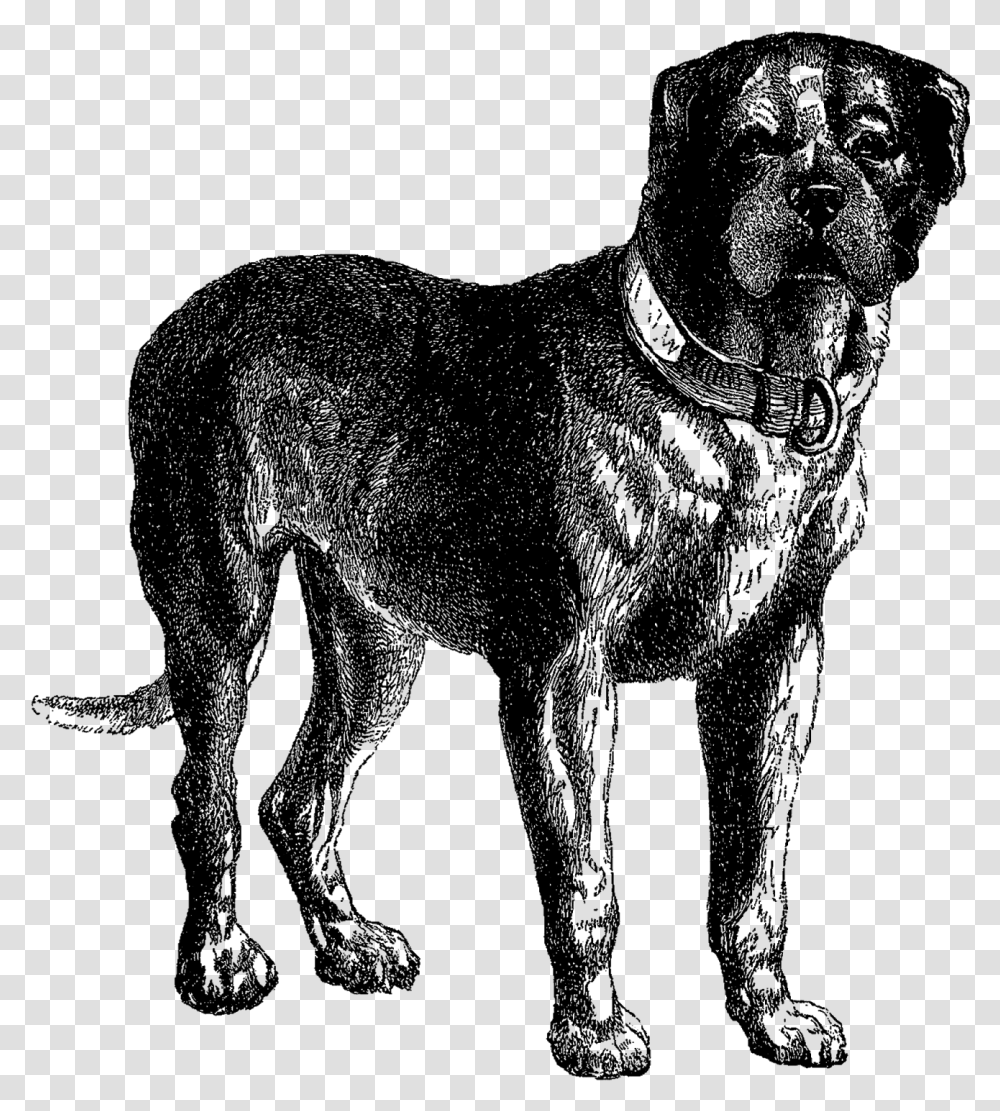Digital Dog Download Vintage Mastiff Clip Art Dog Illustration No Background, Mammal, Animal, Wildlife, Panther Transparent Png