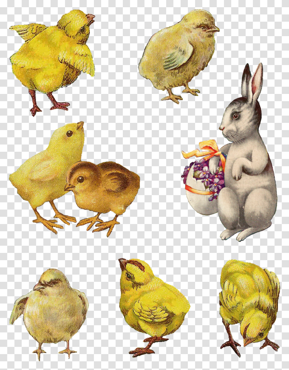 Digital Easter Chick Bunny Images Vintage Easter Bunny, Animal, Bird, Figurine, Canary Transparent Png