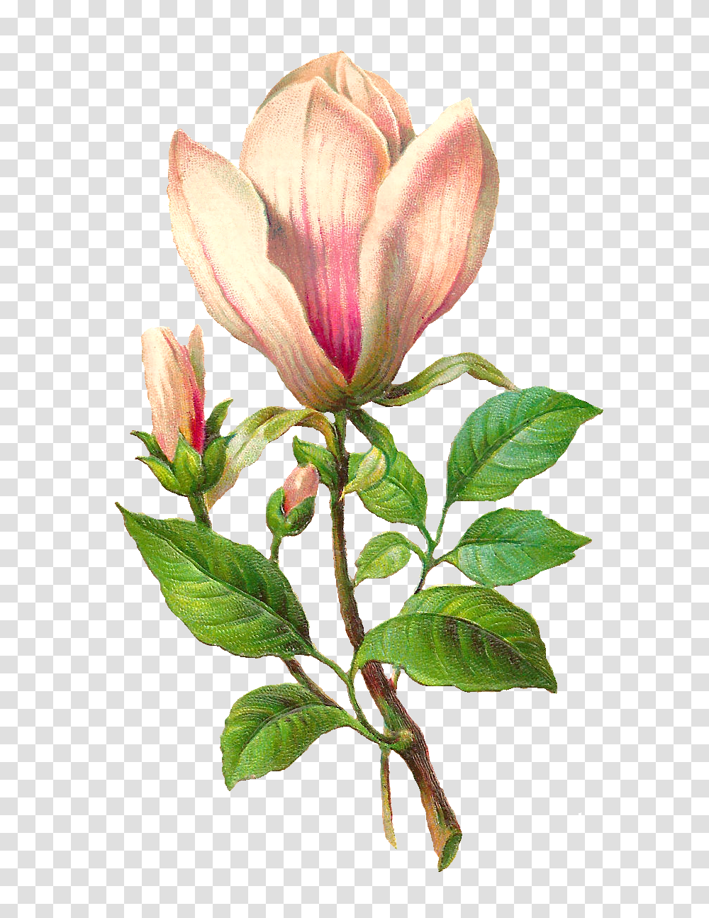 Digital Flower Download Clipart Art Images, Plant, Blossom, Petal, Hibiscus Transparent Png