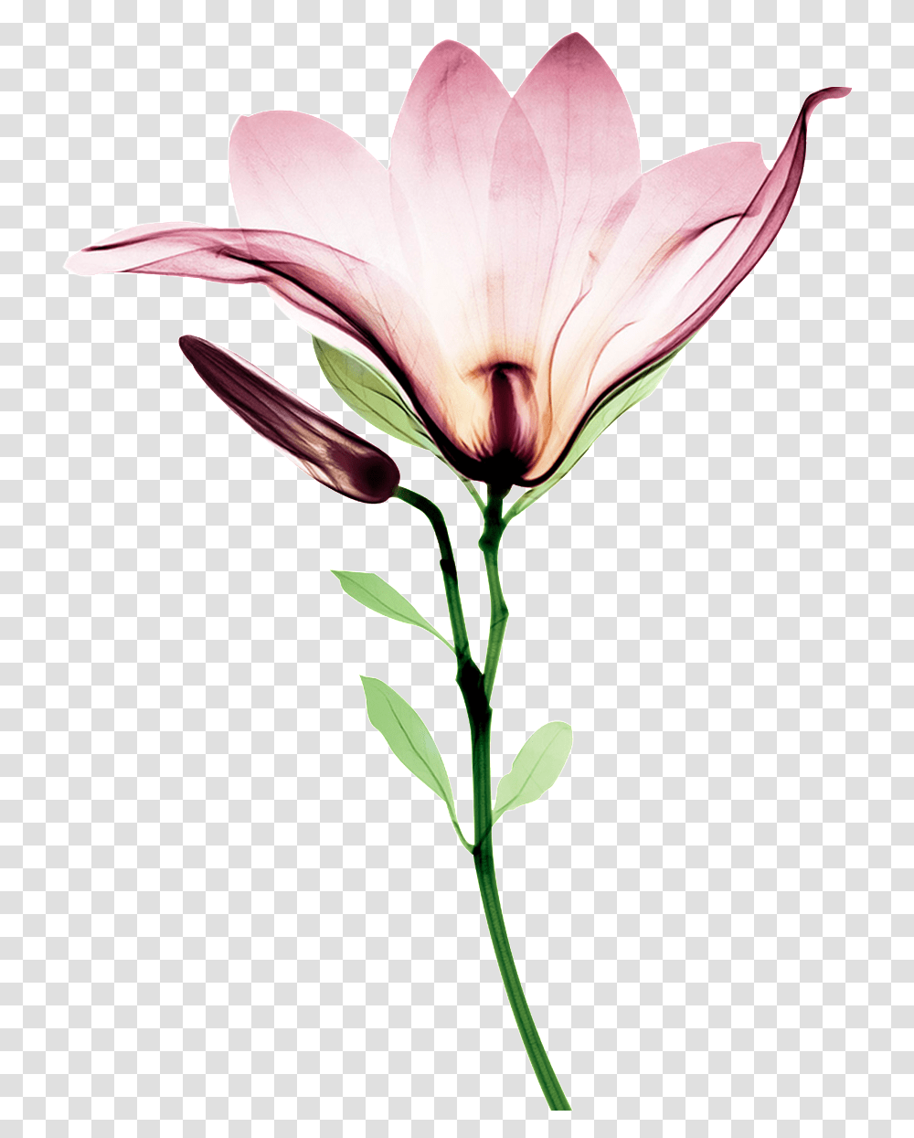 Digital Graphic Clipart Flower Botanical Vintage Bryan Whitney, Plant, Petal, Blossom, Anemone Transparent Png
