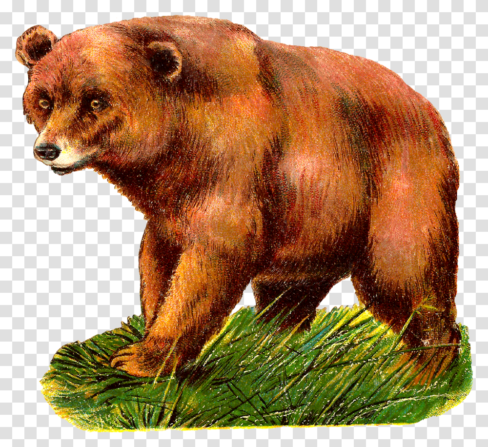 Digital Grizzly Bear Clipart Grizzly Bear Animal Clipart, Mammal, Wildlife, Pig, Brown Bear Transparent Png