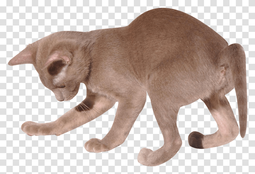 Digital Kitten With Cat, Pet, Animal, Mammal, Dog Transparent Png