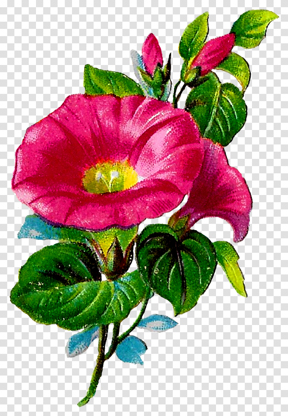 Digital Morning Glory Clipart Download Clip Art, Plant, Flower, Geranium, Pollen Transparent Png