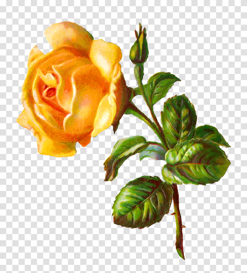 Digital Rose Clip Art Save It Yellow Roses Rose, Flower, Plant, Blossom, Acanthaceae Transparent Png