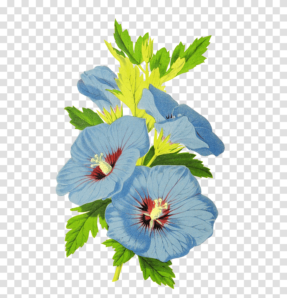 Digital Scrapbooking Flowers Chinese Hibiscus, Plant, Blossom, Geranium, Acanthaceae Transparent Png