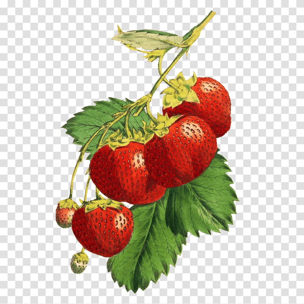 Digital Scrapbooking Flowers Clip Art, Strawberry, Fruit, Plant, Food Transparent Png