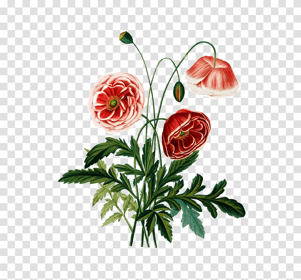 Digital Scrapbooking Flowers Flower, Plant, Dahlia, Floral Design, Pattern Transparent Png