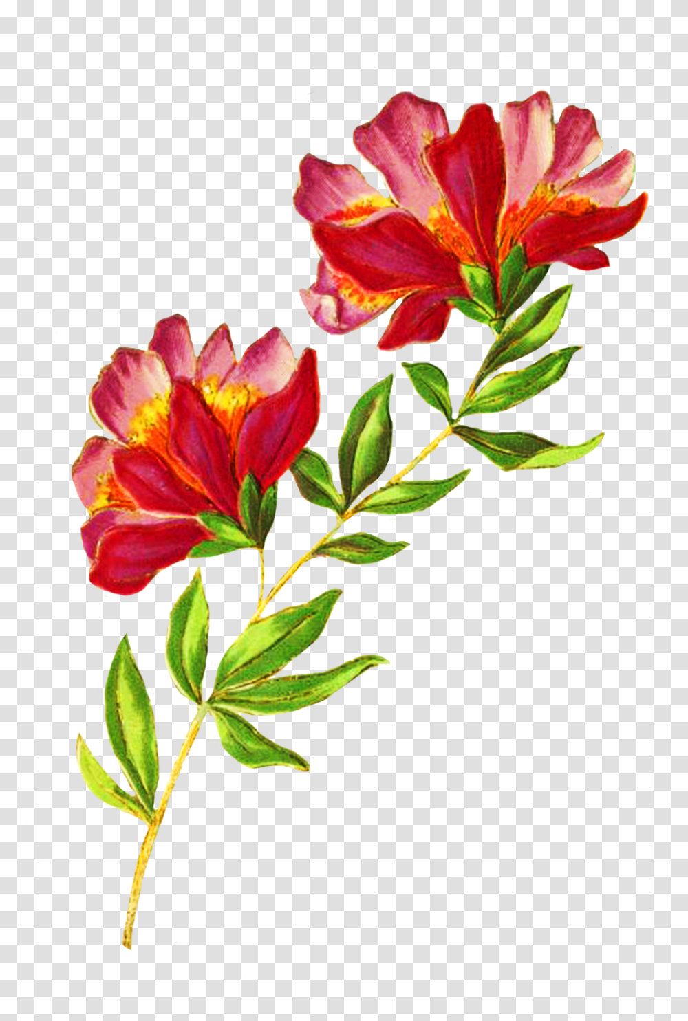 Digital Scrapbooking Flowers, Plant, Blossom, Petal, Lily Transparent Png