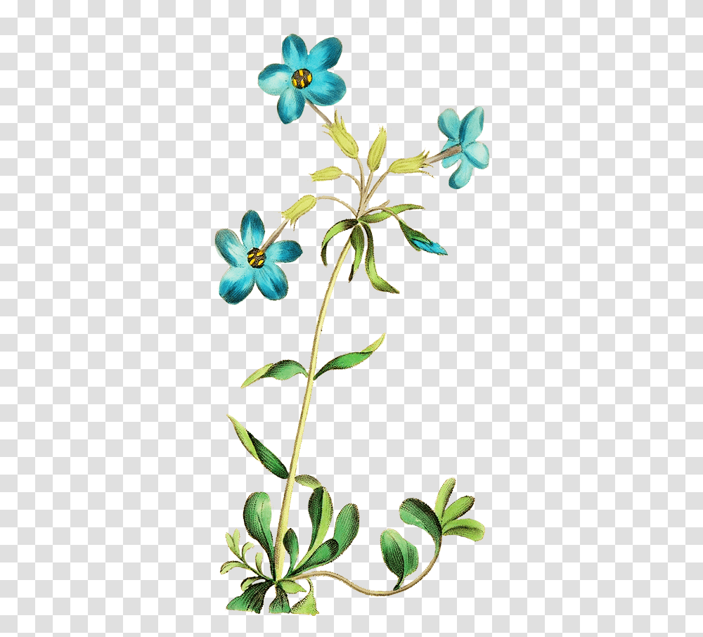 Digital Scrapbooking Flowers Teel Blue Flower Clipart, Acanthaceae, Plant, Blossom, Annonaceae Transparent Png