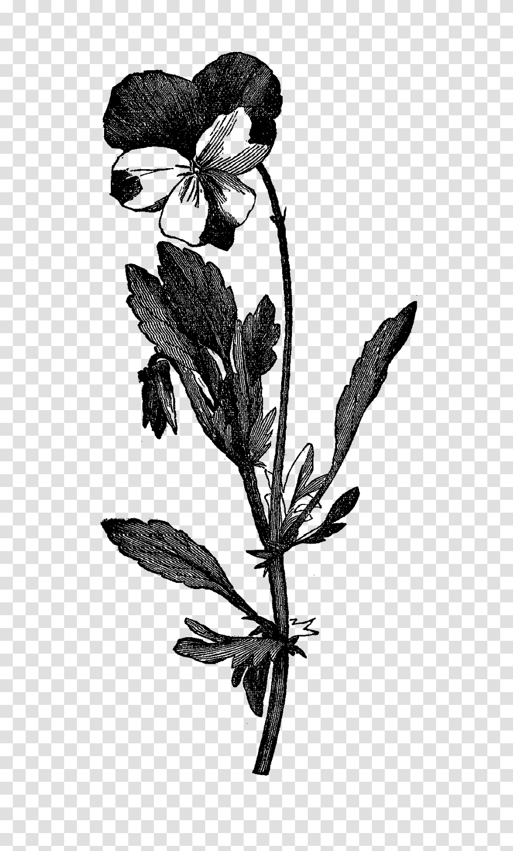 Digital Stamp Design Digital Flower Botanical Art Wildflower, Outer Space, Astronomy, Universe, Nature Transparent Png