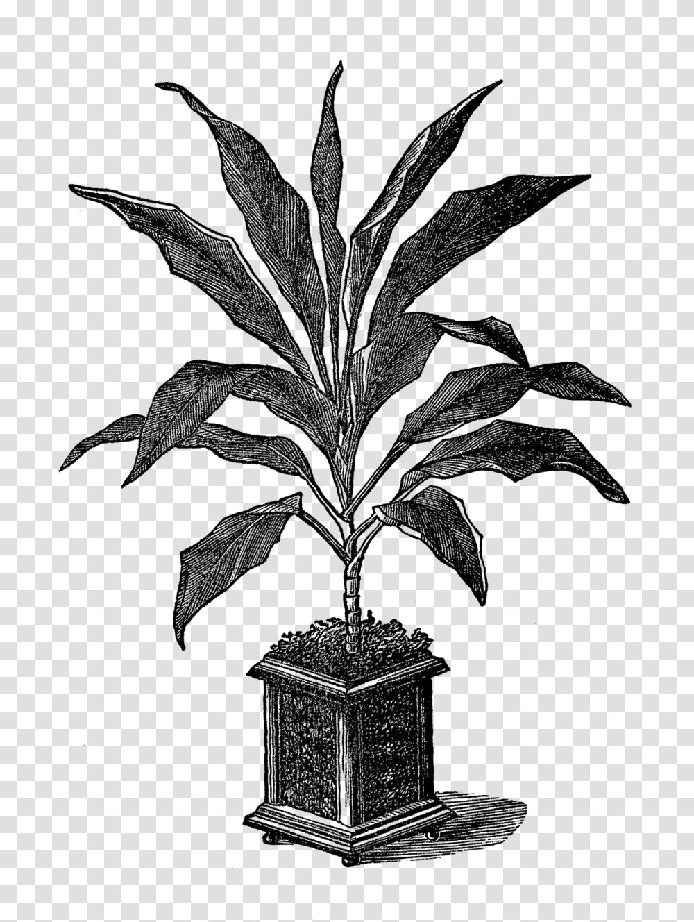 Digital Stamp Design Free Potted Plant Image Digital Botanical, Outdoors, Nature, Tree, Night Transparent Png