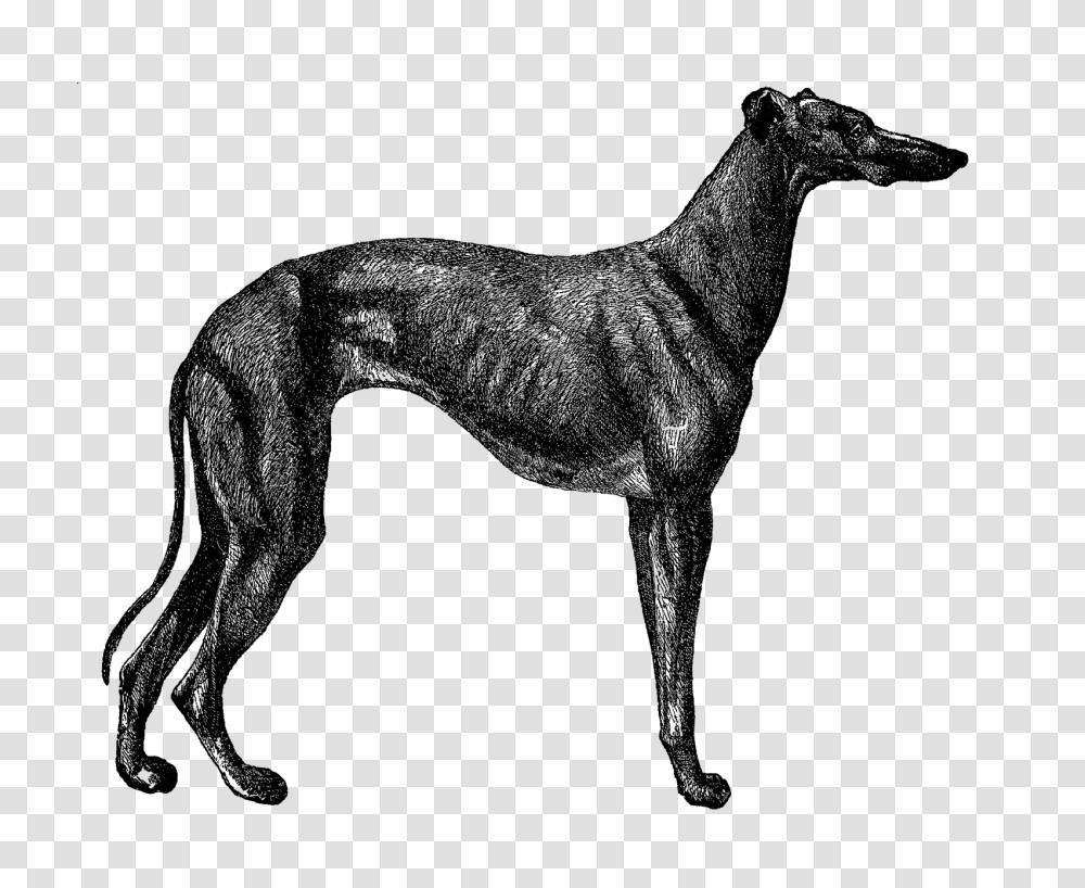 Digital Stamp Design Free Printable Dog Breed Clip Art Greyhound, Silhouette, Mammal, Animal, Deer Transparent Png