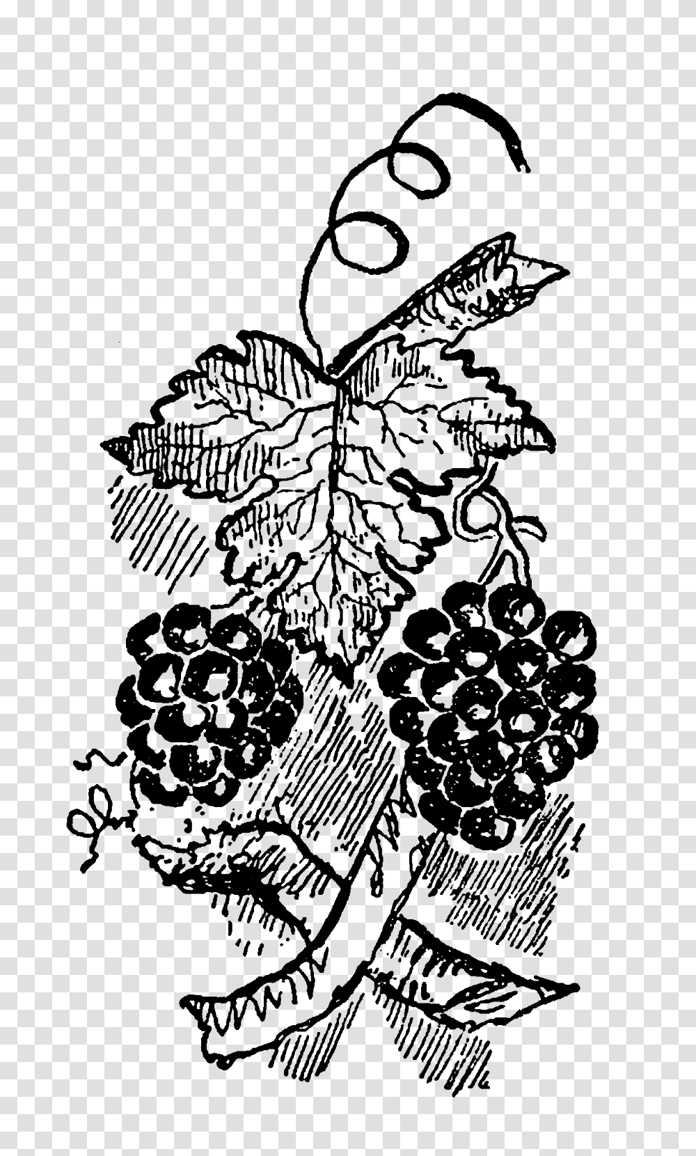 Digital Stamp Design Stock Grapes Fruit Digital Images Crafting, Outer Space, Astronomy, Universe, Nature Transparent Png