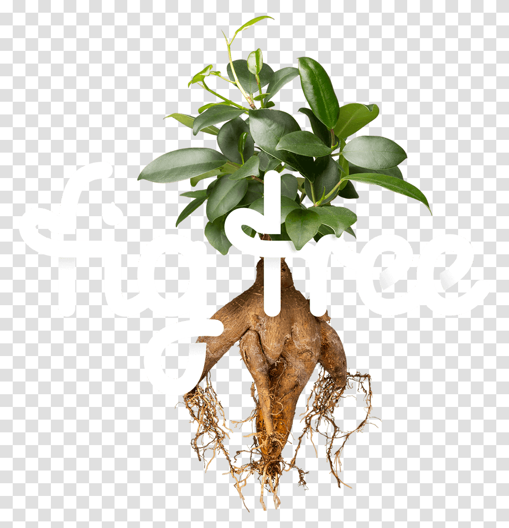 Digital Tree Fig Tree Graphic Design, Plant, Root Transparent Png