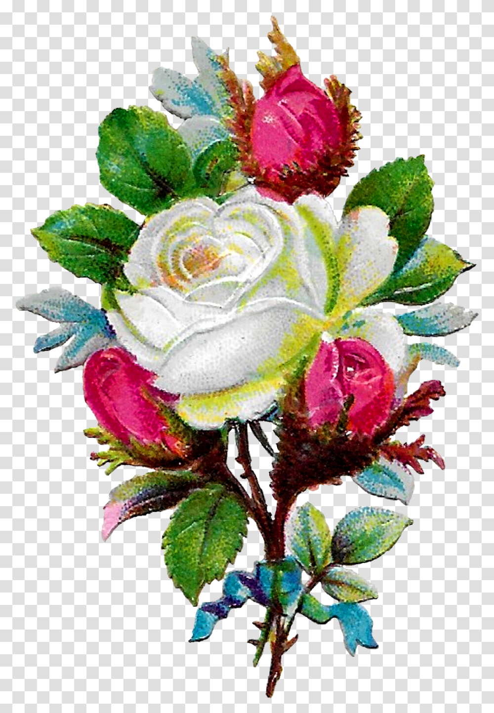 Digital White Rose Clip Art Download, Plant, Flower, Blossom, Flower Bouquet Transparent Png
