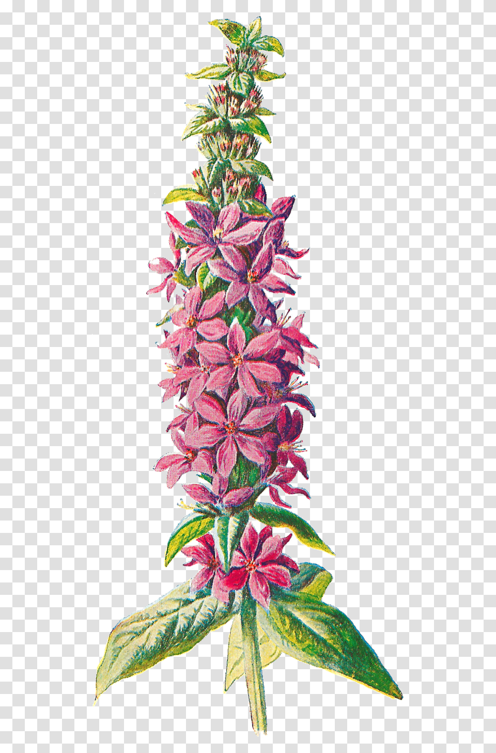 Digital Wildflower Downloads Pink Wildflower, Floral Design, Pattern Transparent Png