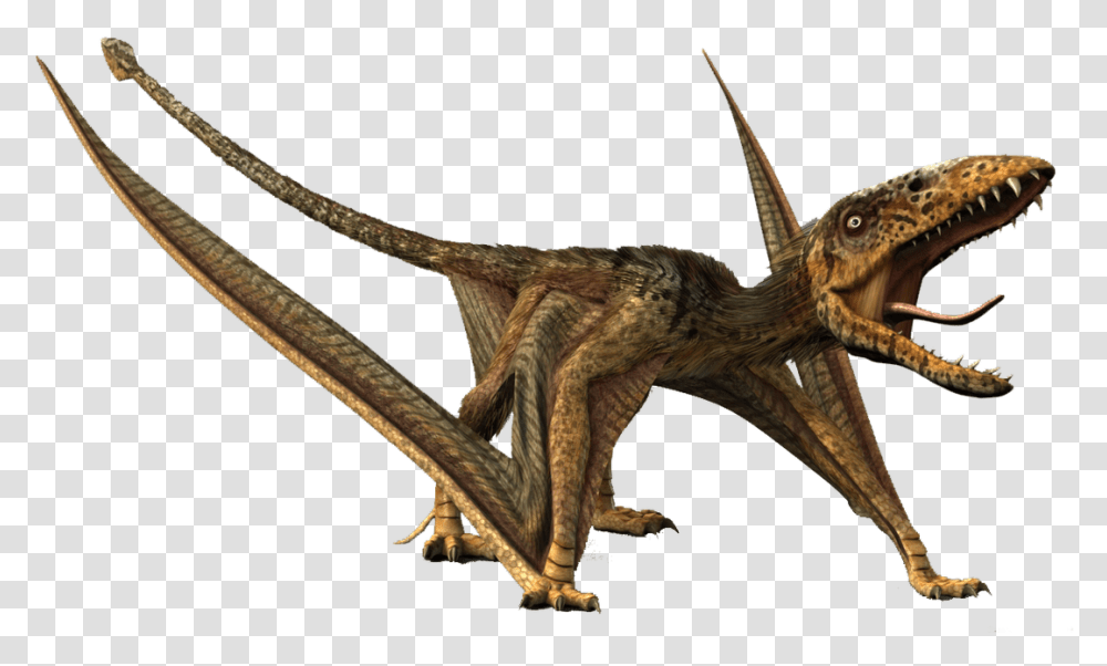 Dimorphodon, Lizard, Reptile, Animal, Dinosaur Transparent Png