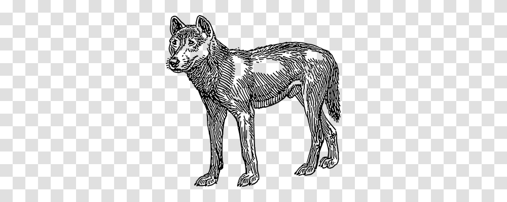Dingo Animals, Gray, World Of Warcraft Transparent Png
