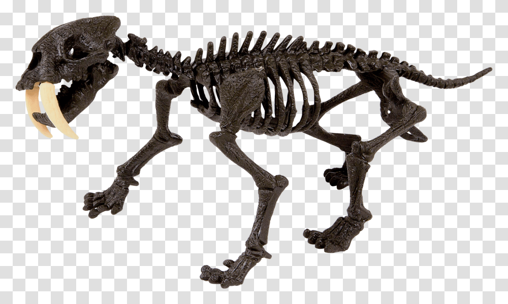 Dino Fossil Smilodon, Dinosaur, Reptile, Animal, Skeleton Transparent Png