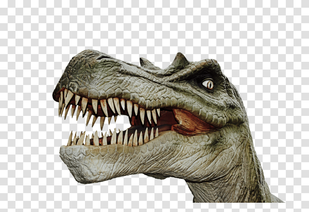 Dinosaur 960, Animals, Reptile, T-Rex, Lizard Transparent Png