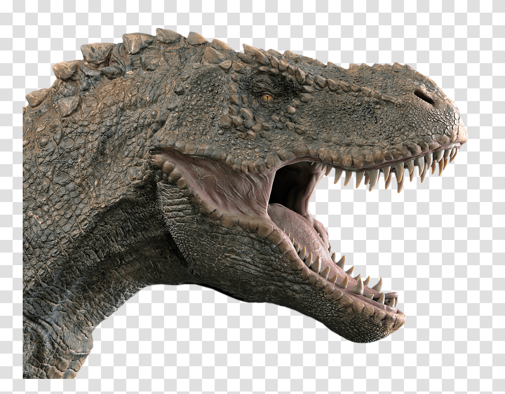 Dinosaur 960, Animals, Reptile, T-Rex, Lizard Transparent Png