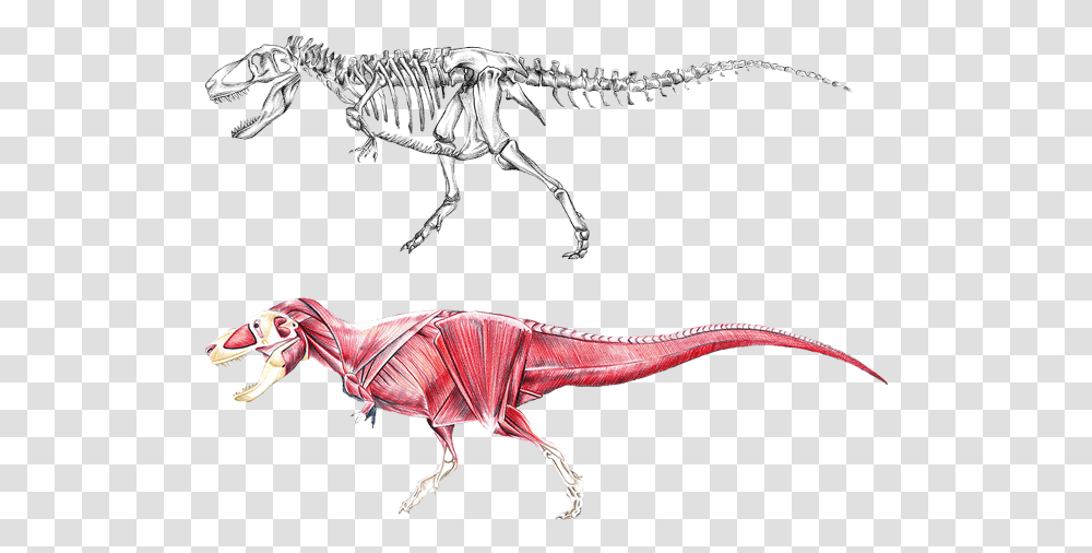 Dinosaur Anatomy, T-Rex, Reptile, Animal, Bird Transparent Png