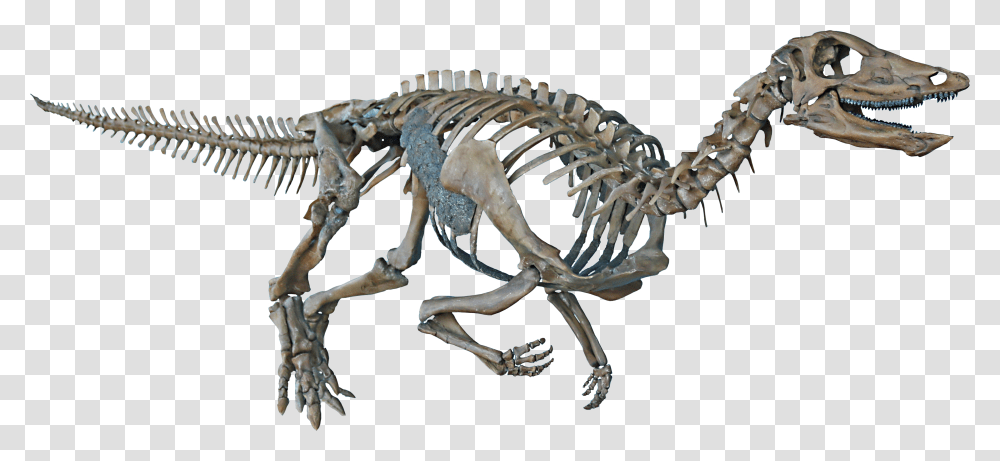 Dinosaur Background Skeleton, Reptile, Animal, T-Rex Transparent Png