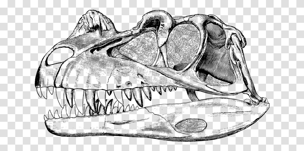 Dinosaur Bone Sketch, Nature, Outdoors, Astronomy, Outer Space Transparent Png