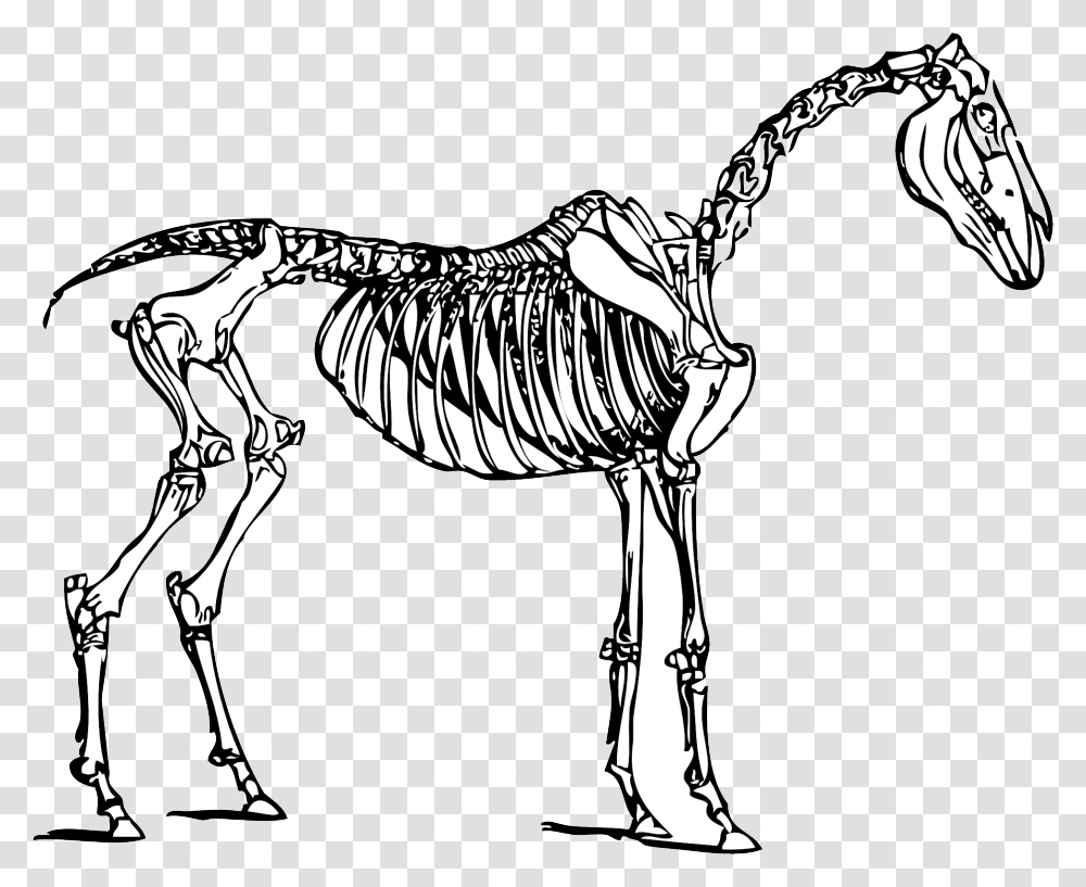 Dinosaur Bones Clipart Horse Skeleton Clipart, Animal, Bird, Mammal, Flamingo Transparent Png