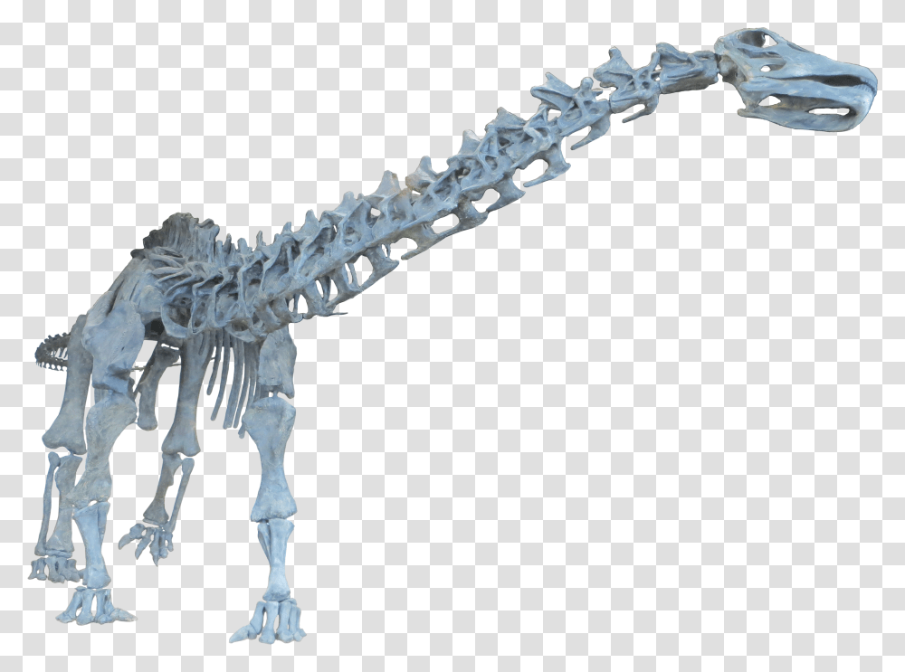 Dinosaur Brontosaurus Neck Bone, Cross, Skeleton, Animal Transparent Png