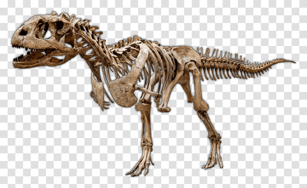 Dinosaur Excavation Kits Amp Experimental Paleontology Skeletons Of Dinosaurs, Reptile, Animal, T-Rex, Fossil Transparent Png
