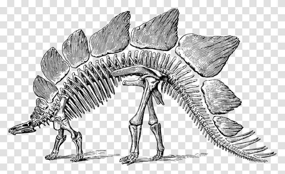 Dinosaur Fossil Black And White, Skeleton, Animal, Horse, Mammal Transparent Png