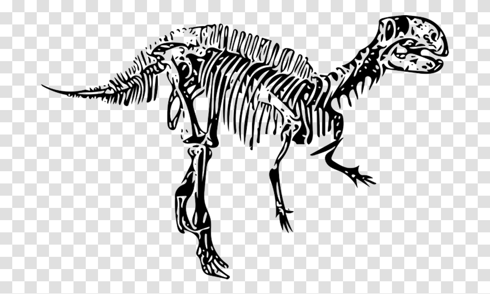 Dinosaur Fossil Fukui City Dinosaurios Fosiles, Reptile, Animal, Skeleton Transparent Png