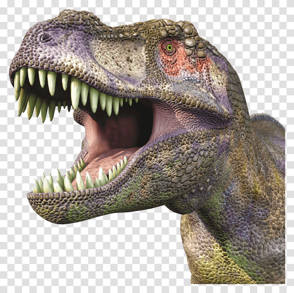 Dinosaur Head, T-Rex, Reptile, Animal, Lizard Transparent Png