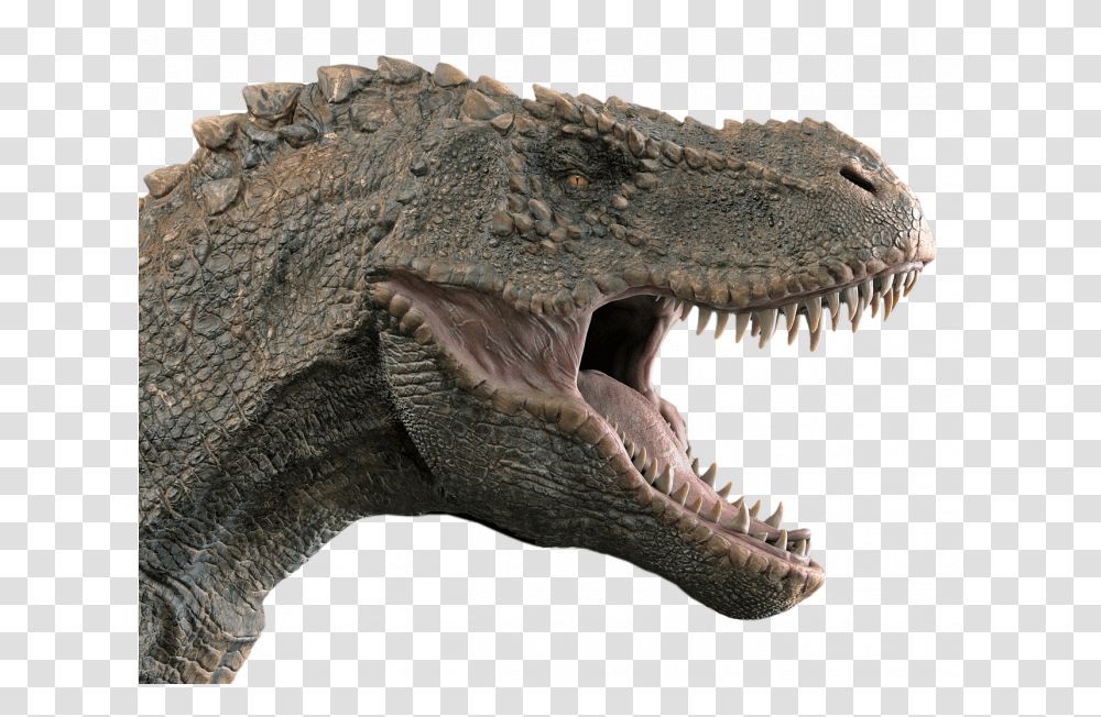 Dinosaur Head, T-Rex, Reptile, Animal, Lizard Transparent Png