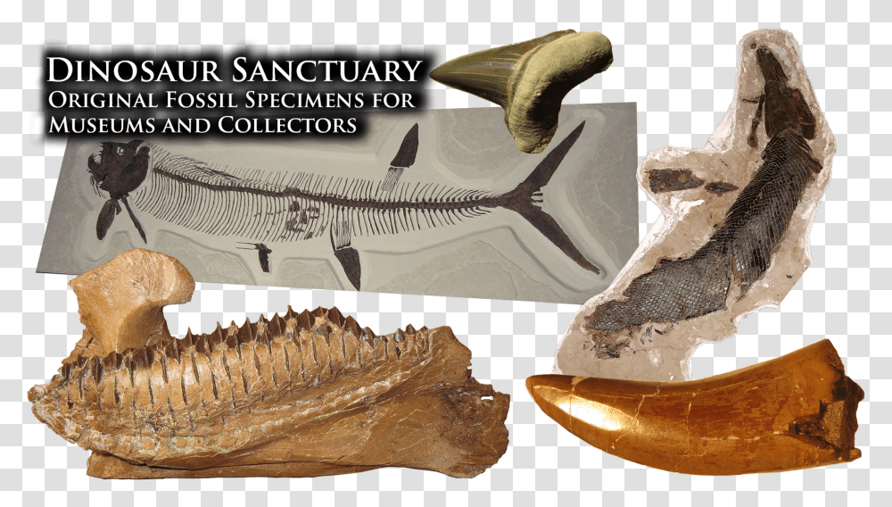 Dinosaur Sanctuary Vertebrate, Fossil, Animal, Fish, Bird Transparent Png