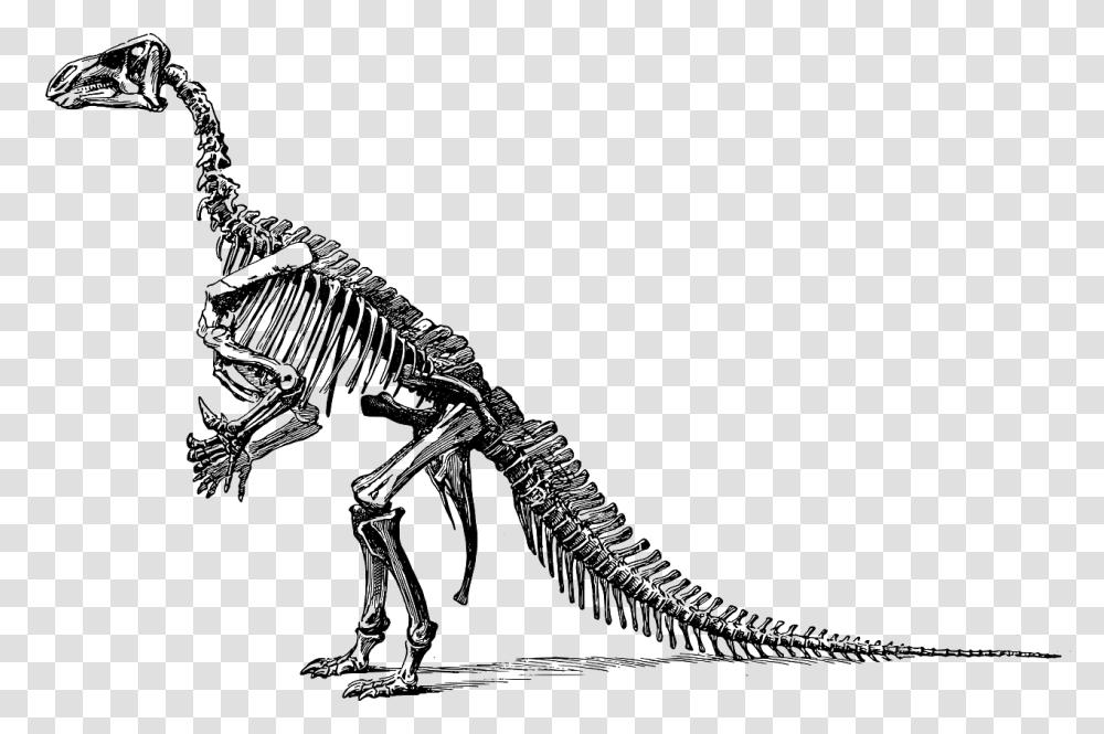 Dinosaur Skeleton Background, Reptile, Animal, T-Rex Transparent Png