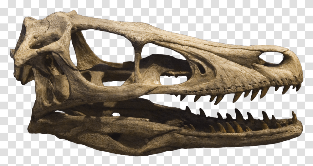 Dinosaur Skull & Clipart Free Download Ywd Velociraptor Skull, Lizard, Reptile, Animal, Skeleton Transparent Png