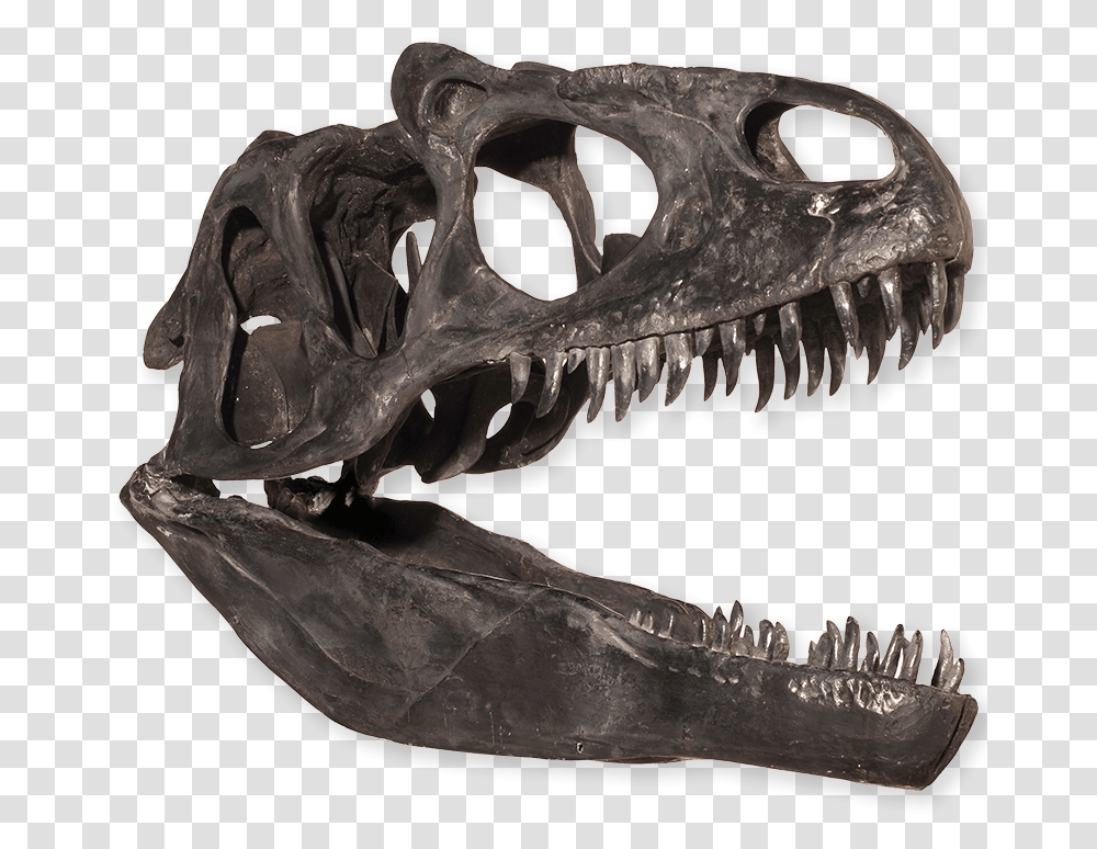 Dinosaur Teeth Skeleton, T-Rex, Reptile, Animal Transparent Png