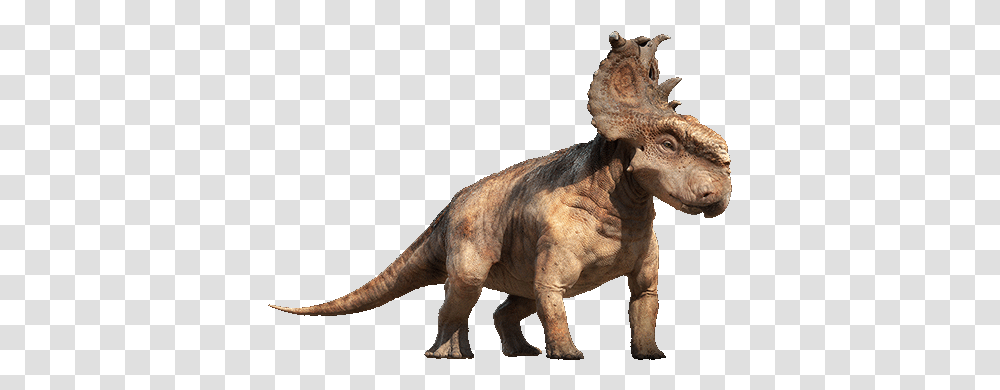 Dinosaur With Big Plate On Head, T-Rex, Reptile, Animal, Lion Transparent Png