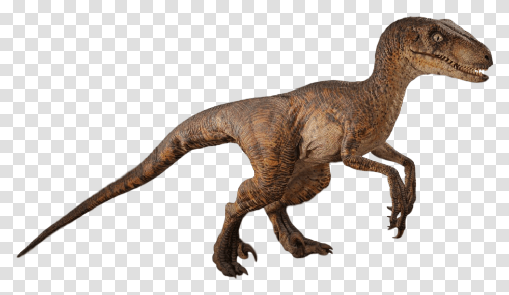 Dinosauranimal Figureterrestrial Jurassic Park Velociraptor, Reptile, T-Rex Transparent Png