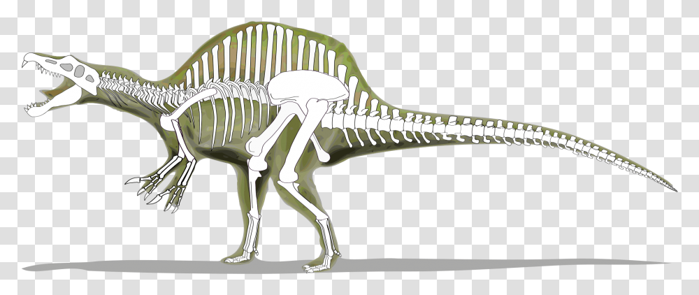 Dinosaurs Svg Dinosaur Skeleton Skeleton Of A Spinosaurus, Reptile, Animal Transparent Png