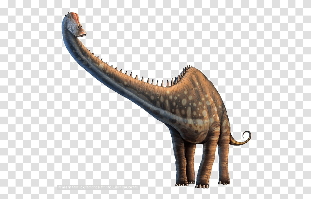 Diplodocus Photos Diplodocus Long Necked Dinosaur, Reptile, Animal, T-Rex, Elephant Transparent Png