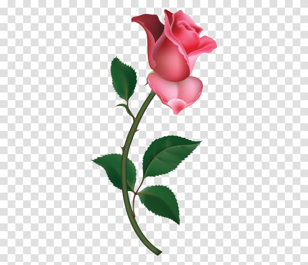 Direct Floral, Plant, Flower, Blossom, Petal Transparent Png
