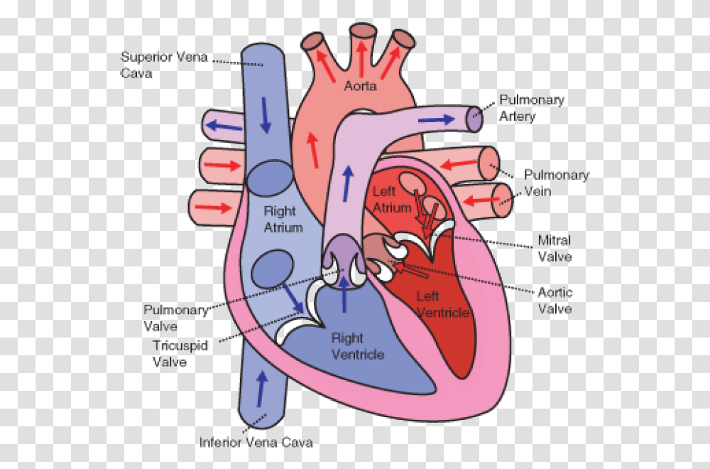 Direction Clipart Diagram Of The Heart, Plot, Hand, Purple Transparent Png