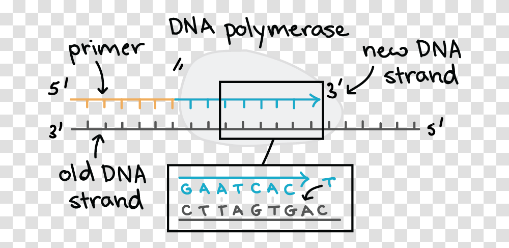 Direction Does Dna Polymerase Add New Nucleotides, Plot, Diagram, Measurements Transparent Png