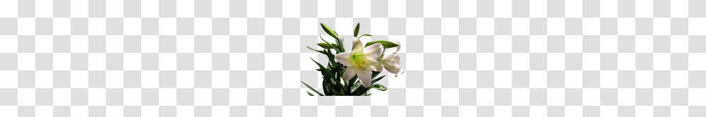 Directory Imagesgraphics Misc, Plant, Lily, Flower, Blossom Transparent Png