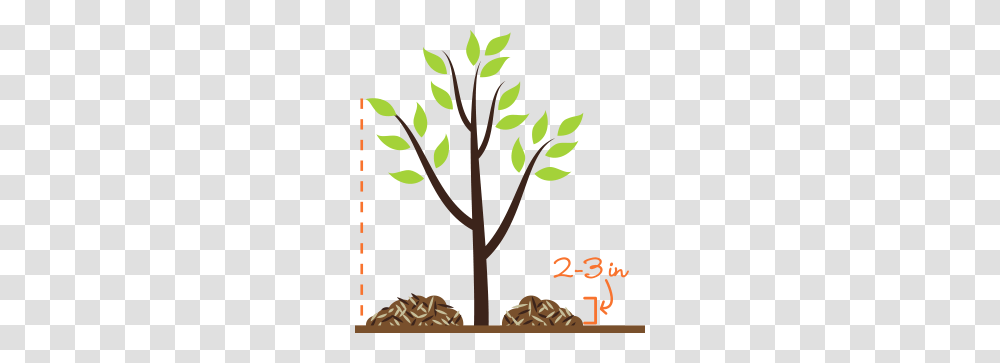 Dirt Clipart Mulch, Tree, Plant, Leaf, Poster Transparent Png
