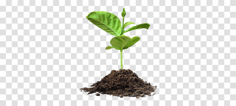 Dirt Vines & Mulch Children Food & Fitness Save Tree Images, Plant, Leaf, Sprout, Planting Transparent Png